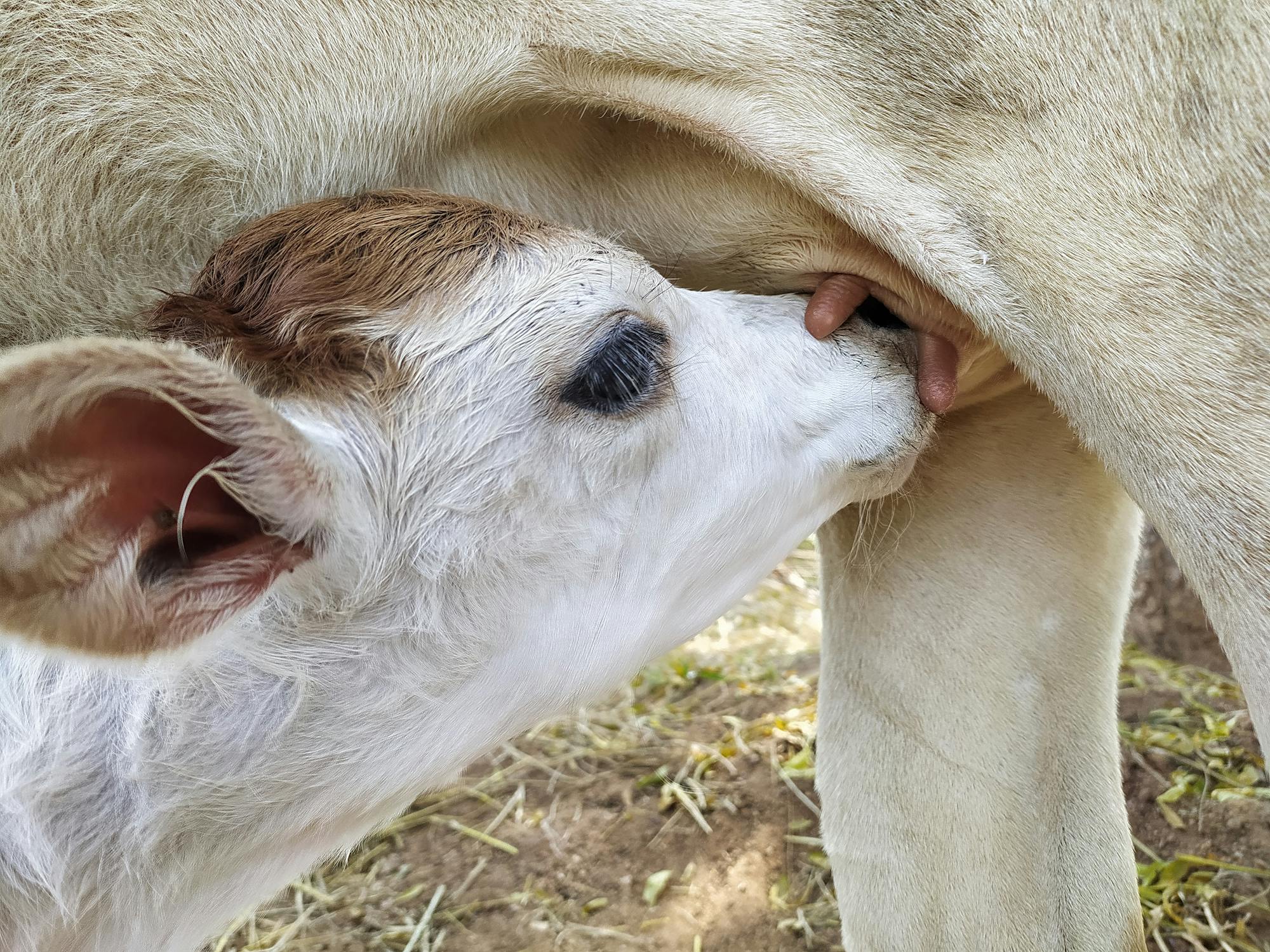 Colostrum for Gut Repair: 97 Immune Factors and Why It Matters After Mold Exposure